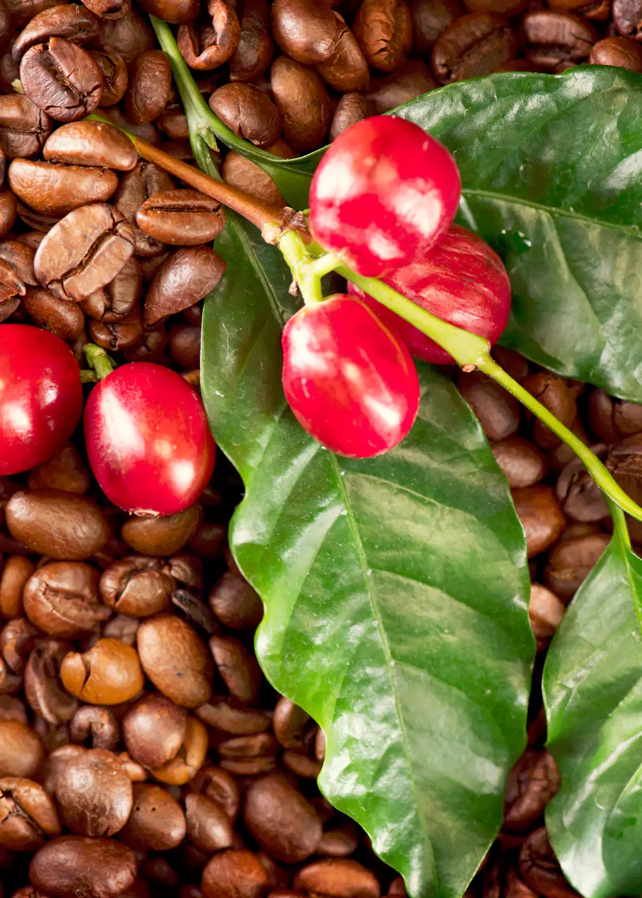 قهوه چیست و چگونه به دست می آید؟