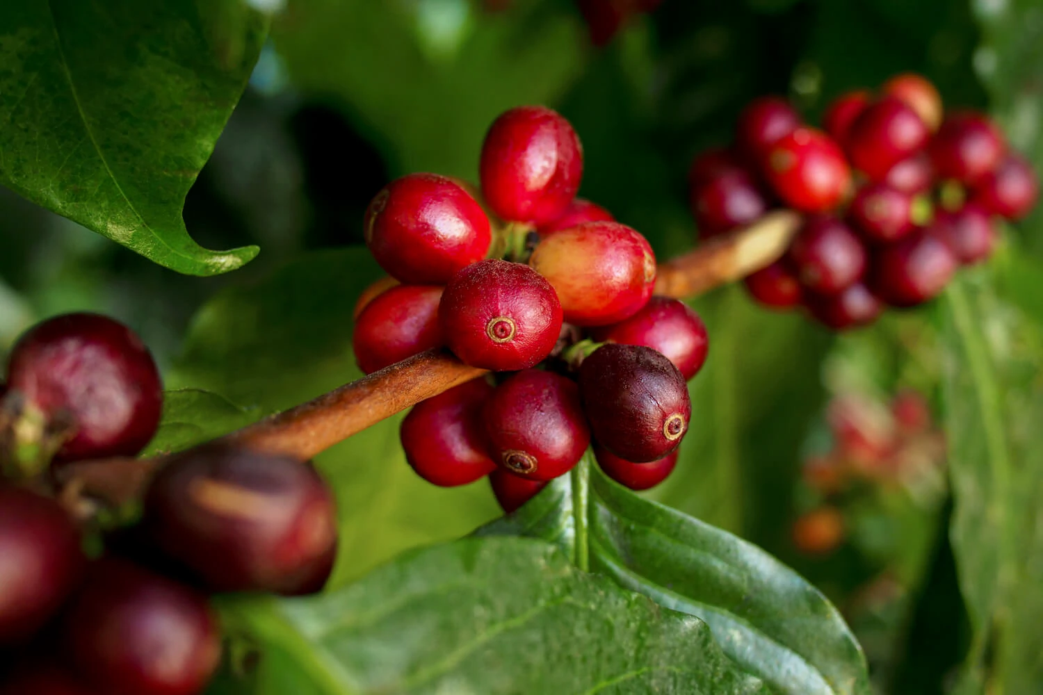 شکل اصلی دانه قهوه